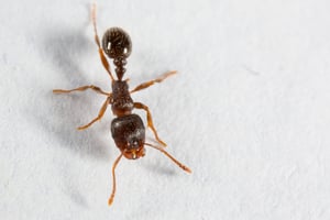 What are pavement ants?