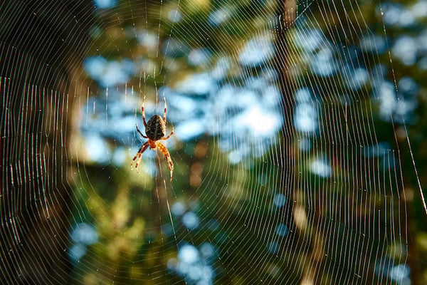 Spider dangling on web in the woods