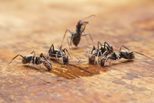 Carpenter Ant Activity
