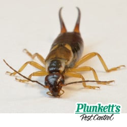 earwigs are harmless pincher bug