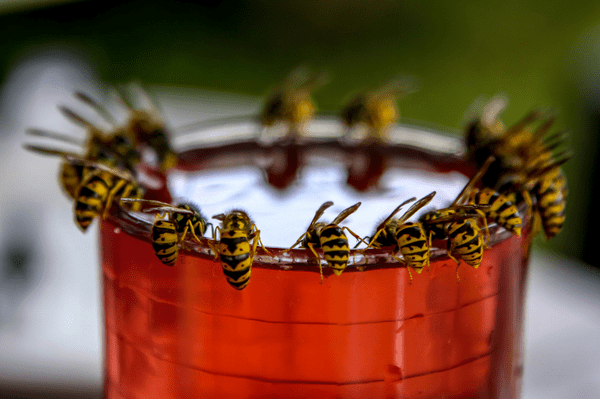 wasps on cup