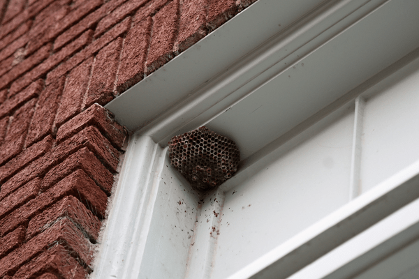 wasps nest in doorway