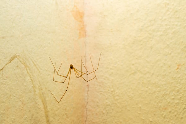 Spider climbing on wall at someone's home