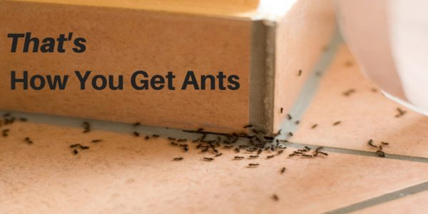 how you get ants