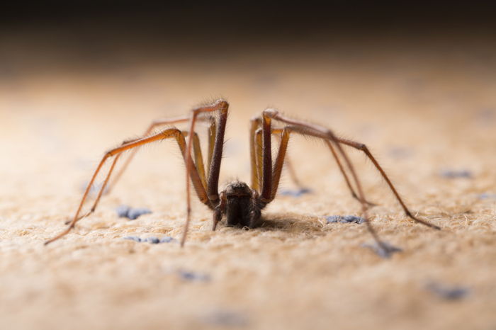house spider close up
