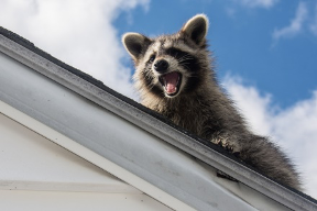 Raccoon sitting on a home roof.