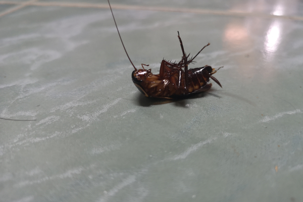 cockroach survival