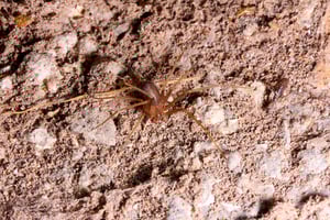 where does the brown recluse spider live?
