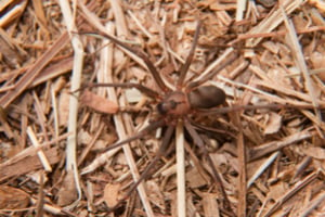 Should I be worried about the brown recluse spider?