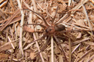 Should I be worried about the brown recluse spider?