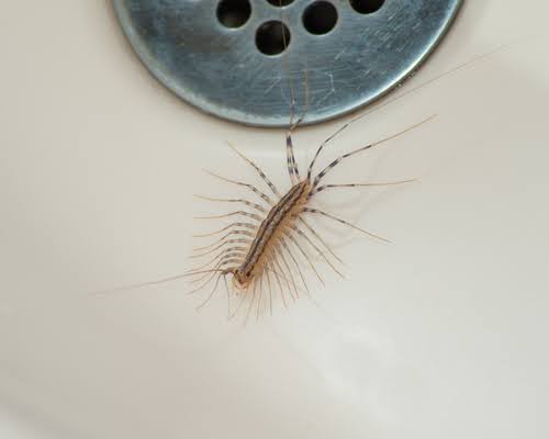 Centipeed Near Drain