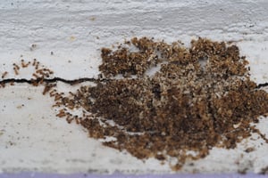 What can I do about a pavement ant infestation?