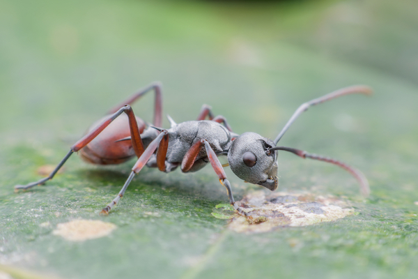 ant on a leaf