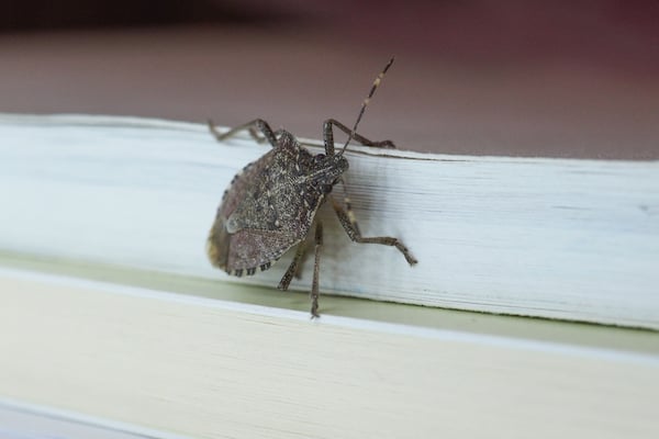 stink bug indoors