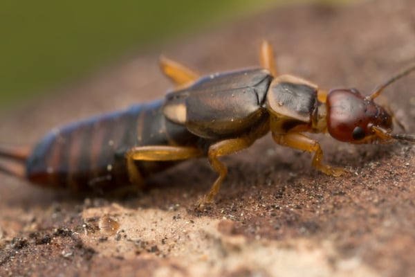 earwigs dig under topsoil or mulch