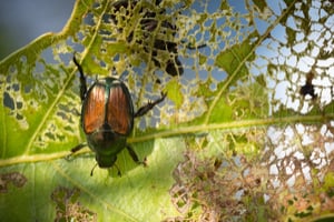 Why are Japanese beetles a problem?