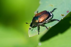 What are Japanese beetles?