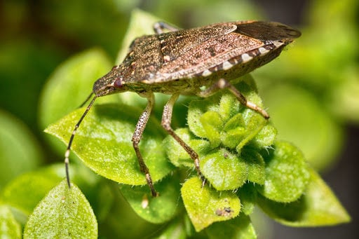 stink bugs smell like rotting vegetables