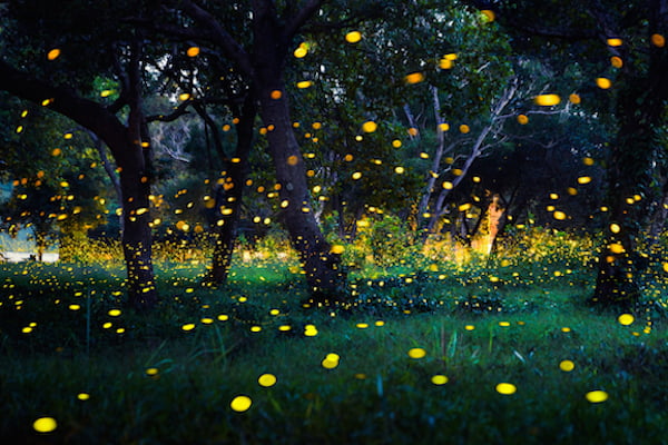 hundreds of fireflies over a swamp during summer firefly season
