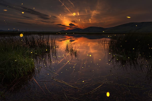 fireflies glowing over a swamp at sunset.