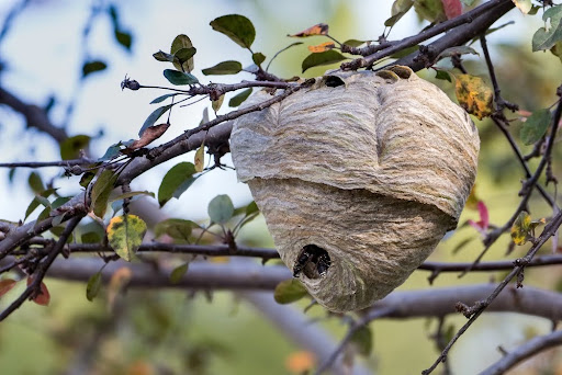 Baldfacedhornetnest