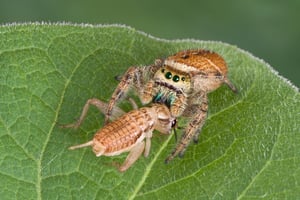 Spiders don't have teeth and can't chew their prey. Instead, they use enzymes to digest their prey before consuming it. 