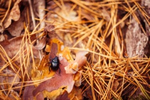 beetles love to hide in fallen leaves