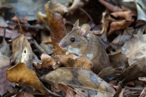 predators may chase rodents into fallen leaves