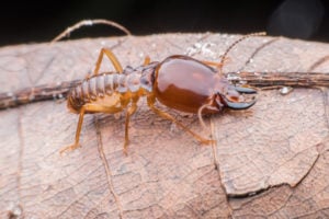 termites often use fallen leaves for shelter