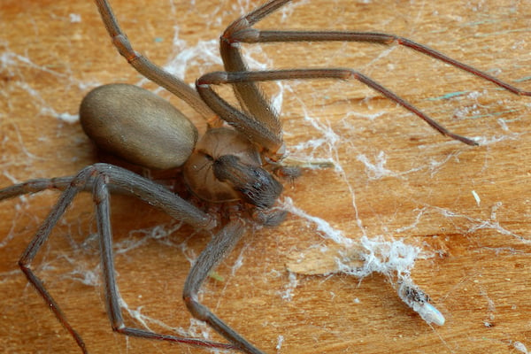 Close up of the venomous Brown Recluse spider