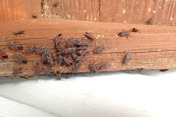 it’s possible the box elders are sheltering in your home this winter