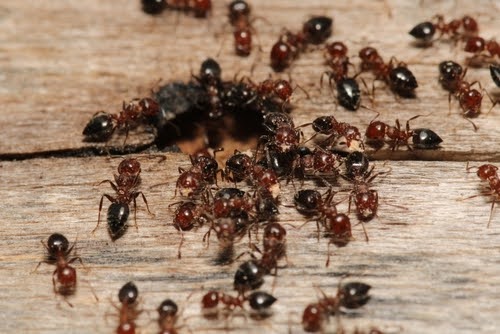 Ants3
