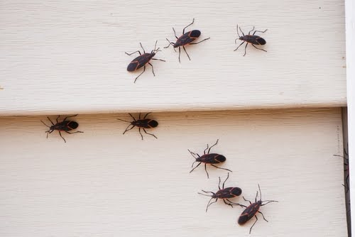 Boxelder Bug Infestation In House Min
