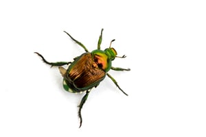 japanese beetles