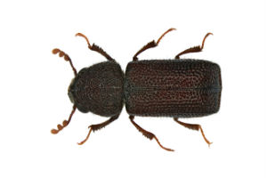 anobiid powderpost beetles