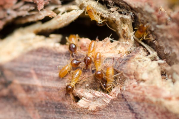 termites