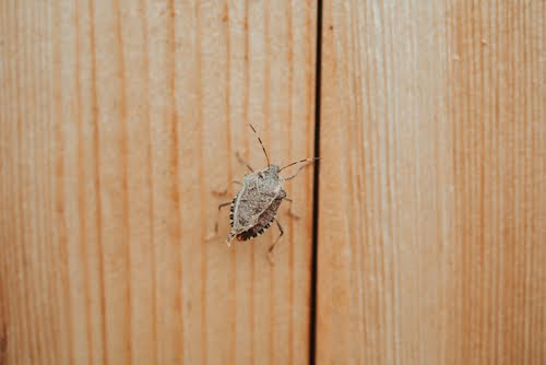 Stink Bug On Wood