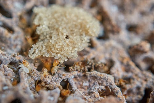 Termite Eggs