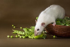 rats enter homes to get food
