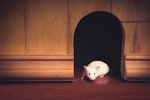 rats enter homes for shelter