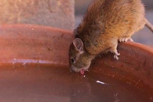 rats enter homes for access to water