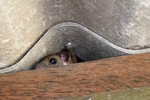 Rats enter homes to find places to hide