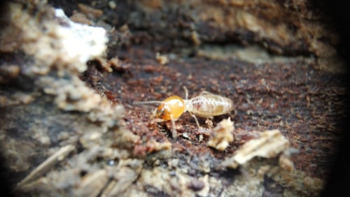 Termiteguide1
