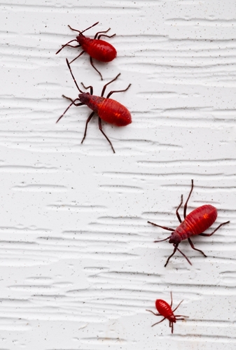 Shutterstock 2517403541