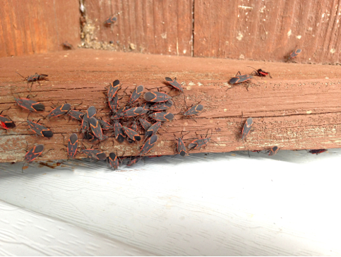 Boxelderbugsgatheringonhome