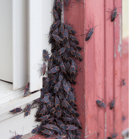 Boxelderbugsonwindow