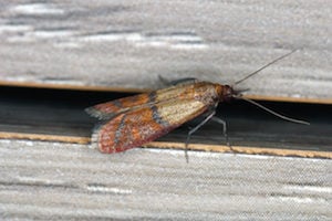 Indian meal moths infest pantries where they can easily access food sources, particularly grains