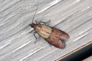 The Indian meal moth is one of the most common pantry-infesting pests in North America