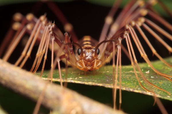 centipede sitting on leaf at night close up