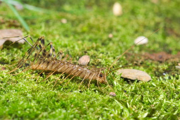 centipede on grass. 